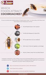 Which Food Attracts Cockroaches Pest Control Services Pest Control Pests
