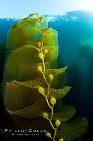 Plants At The Bottom Of The Ocean Gas Filled Bladders Float The Kelp Plant Off The Ocean Bottom Ocean Plants Sea Plants Underwater Plants