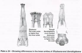 Janu sirsasana a is the perfect posture to get your hips ready for padmasana. Bks Iyengar Showing Differences In The Inner Ankles In Sirsasana And Sarvangasana Iyengar Yoga Yoga Asanas Iyengar