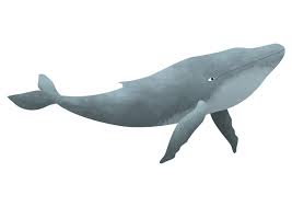 Are you searching for humpback whale png images or vector? Humpback Whale Illustration On Behance