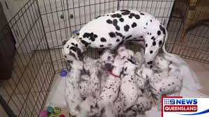 You can find dalmatian puppies priced from $250 usd to $3500 usd with one of our credible breeders. Dalmation Breaks World Record After Giving Birth To 19 Puppies Vt