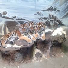 Three 7 Month Old Tiger Cubs Being Regal In Lansing Potterparkzoo Park 7 Month Olds Lansing