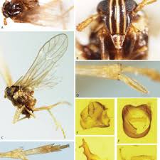 Shop for stink bug pest control at walmart.com. Pdf A Revision Of The Planthopper Genus Chionomus Fennah Hemiptera Fulgoroidea Delphacidae