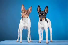 They're also fearless hunters with a curious, energetic nature, so they tend to keep you on your toes! Toy Fox Terrier Dog Breed Information Pictures Characteristics Facts Dogtime