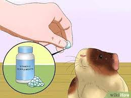 They also have whey and a good dose of fiber to help boost your pet's health and digestion. 3 Ways To Feed Guinea Pigs Vitamin C Wikihow