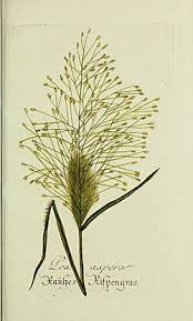 Image result for Eragrostis aspera