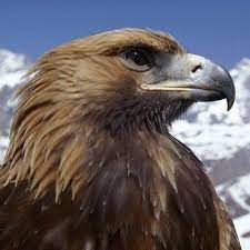 Image of northern cardinal above by robert shantz. Afbeeldingsresultaat Voor Aetos Dios Eagle Wallpaper Animal Planet Animals