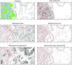 Image result for Oubanguia africana