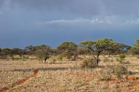 Image result for Plinthus karooicus