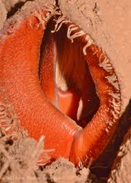 Image result for Hydnoraceae