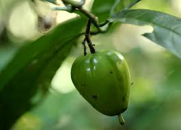 Image result for Massularia acuminata