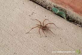 Your city knows the dangers pests pose to. Pest Control Company Lawn Services Oasis Lawn And Pest Post Falls Coeur D Alene Hayden Id