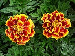 Flowers in season below is a guide to south africa's popular wedding blooms and when they're in season. Marigold Tagetes Erecta