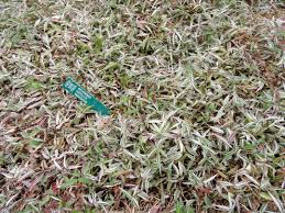 Image result for Oplismenus hirtellus