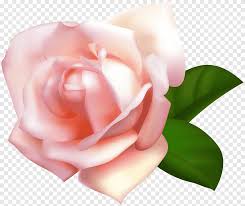 Роса δρόσος, ὄμβρος (супр.), болг. Garden Roses Centifolia Roses Rosa Chinensis Rose Holy Family Catholic Church 900x758 Download Hd Wallpaper Wallpapertip
