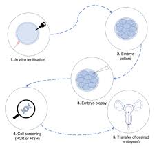 Genetically modified organism (gmo) and transgenic organism are two terms we use glofish is an example of a transgenic organism. Designer Baby Wikipedia
