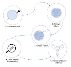 Transgenic organisms have also been developed for commercial purposes. Designer Baby Wikipedia