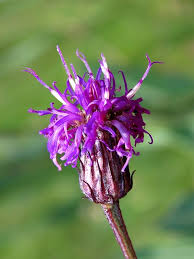 Image result for Pegolettia senegalensis