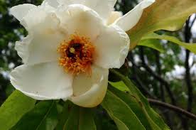 Grow this shrub in zones 5 to 10. Bartlett Tree Experts Flowering Trees