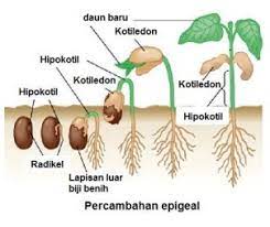 Ia boleh juga digunakan sebagai tambahan sumber pdp.#pertumbuhanbijibenih. Amali Minggu 5 Percambahan Biji Benih 8 10 18