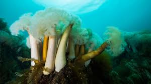 Image result for Aneilema petersii