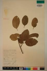 Image result for Schrebera trichoclada