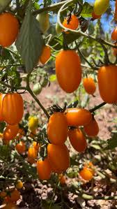 Image result for tomato Datterino