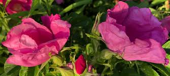 Four versions of the light allow users to select the appropriate light head and power pack combination that suits their needs. Rosa Rugosa Take Time To Smell And Eat The Roses Hearken To Avalon