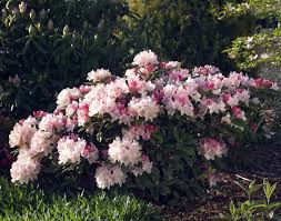 These lovely shrubs look terrific in a mixed border or in foundation plantings. Yaku Princess Rhododendron Very Hardy Spectacular 4 Pot Walmart Com Walmart Com