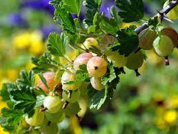 Here are 8 reasons why gooseberries are a great addition to a healthy diet. Stachelbeere Pflanzen Pflege Und Tipps Mein Schoner Garten