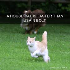 Read facts #20 from the story random & interesting warrior cat facts by pure_awesomness83 (megan ) with 11,705 reads. 68 Amazing Cat Facts That You Probably Didn T Know Bored Panda