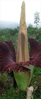 Pin On Largest Flower Of The World