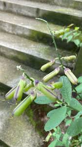Image result for Crotalaria natalitia