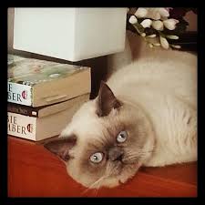 Kizim Mia Kedi Ask In 2020 Cats Animals