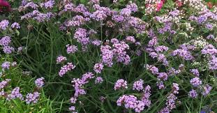 Verbena bon 'lollipop' dwarf version of the verbena bonariensis but with shorter, compact stems and clusters of small purple flowers from summer to autumn which are loved by pollinators. Verbena Bonariensis Lollipop Pbr Op Vasteplant Be