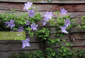 We did not find results for: Clematis Viticella Stock Photo By Janet Johnson Image 0162400