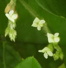 Image result for Teramnus