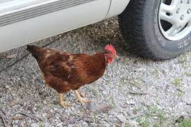 Many hatcheries sell 'ameraucana' chickens or various misspellings of this name. New Hampshire Rhode Island Sex Link Cherry Egger Production Red So Many Reds What Is This Pa Backyard Chickens Learn How To Raise Chickens