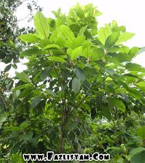 Daun ketum ubat kencing manis. 600 Gambar Daun Ketum Hd Terbaru Infobaru