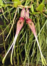 Image result for Bulbophyllum josephi