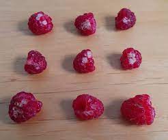 We did not find results for: Are White Spots On Raspberries Mold Gardening Landscaping Stack Exchange