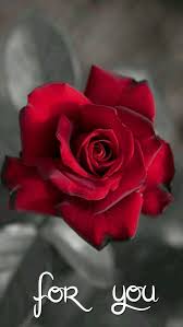 Beautiful Like 2 Rote Rose Blumen Rosen Blumenfotos