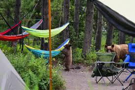 Some campsites in glacier national park and at select state parks may be reserved in advance. Bears In Our Campsite At Glacier National Park Wiscohana