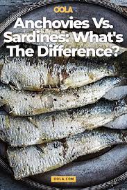 Anchovies Vs Sardines What S The Difference Anchovies Sardines Healthy Fish