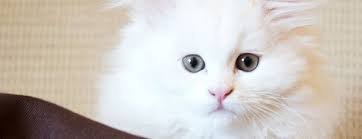 Berikut ini admin akan bagikan informasi mengenai harga kucing anggora kecil terbaru dan. Daftar Harga Kucing Anggora Semua Jenis Republik Seo