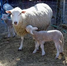 Sponsor A Gulf Coast Native Sheep In 2020 Etsy In 2021 Sheep Heritage Breeds Goats For Sale