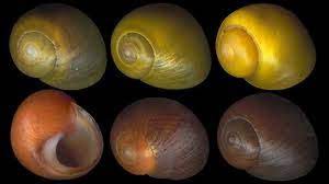 Lab Simutext 3 Darwinian Snails Flashcards Quizlet