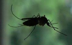 Park pest control (2012) ltd. 30 Mosquito Control Ideas Mosquito Control Mosquito Control