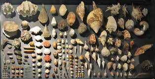 Check spelling or type a new query. Mollusc Shell Wikipedia
