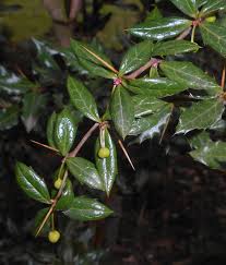 Image result for Berberis